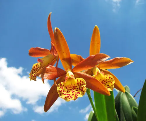 Brassavola nodosa x Sophronitis coccinea flava