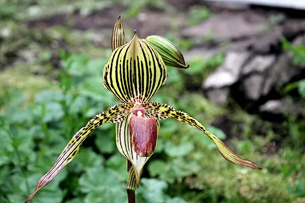 Paphiopedilum David Ott