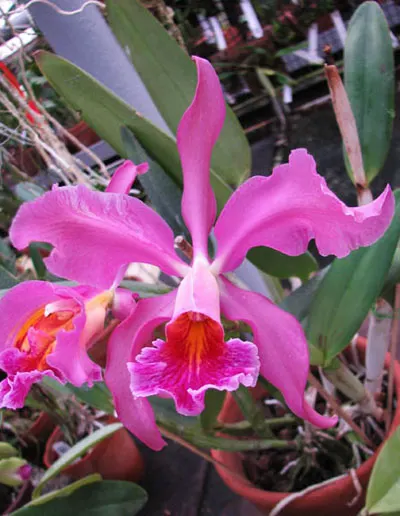 Cattleya x Whitei (schilleriana x warneri)