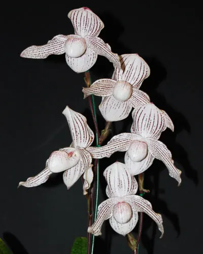 Paphiopedilum Woluwense (niveum x rothschildianum)