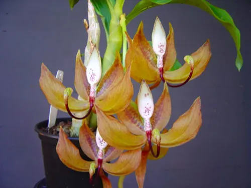 Cycnoches loddigesii