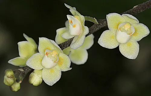 Chiloschista segawai