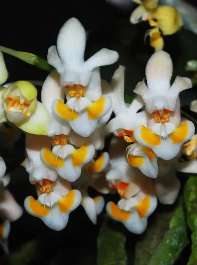 Phalaenopsis thailandica
