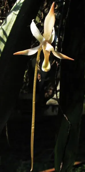 Aerangis laurentii