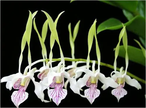 Dendrobium antennatum