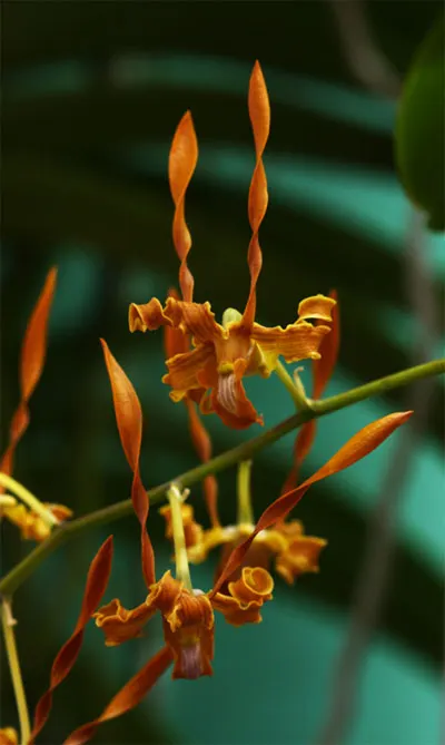 Dendrobium strebroceras