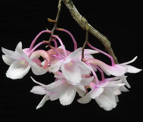 Dendrobium cumulatum