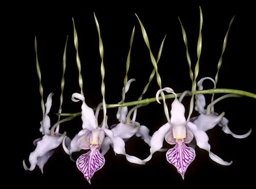 Dendrobium stratiotes