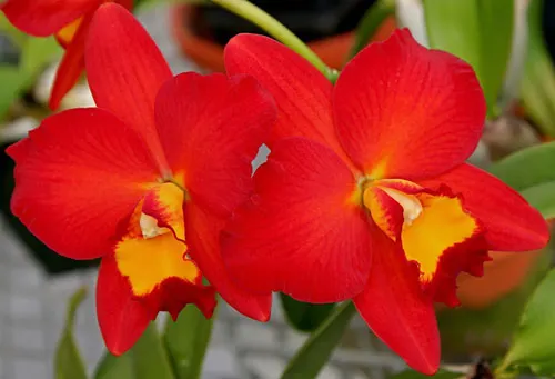 Potinara Samantha Duncan 'Orange Tart'