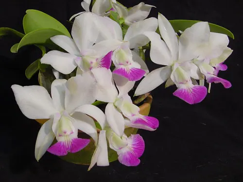 Cattleya walkeriana semi-alba  ('Carmela'  x  'Tancho')