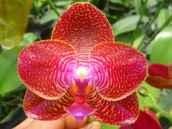 Phalaenopsis Mituo King 'Round'