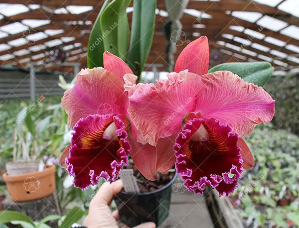 Brassolaeliocattleya Chia Lin 'Red Pearl'