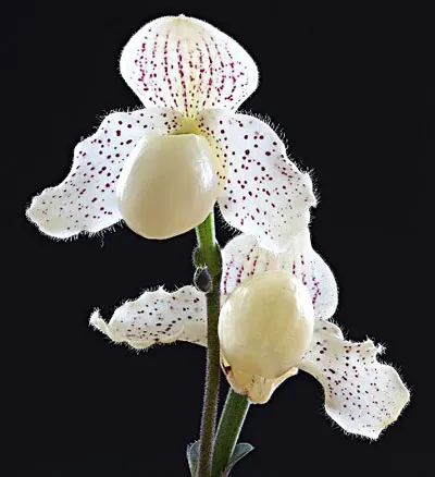 Paphiopedilum Heeder Fladder (primulinum x godefroyae)