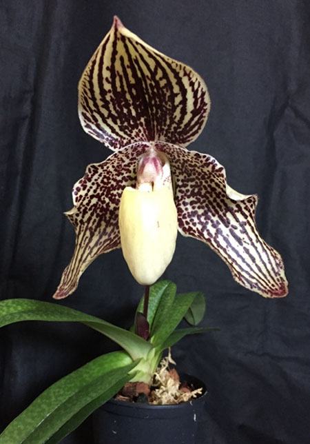 Paphiopedilum Gods Saint (godefroyae x St Swithin)