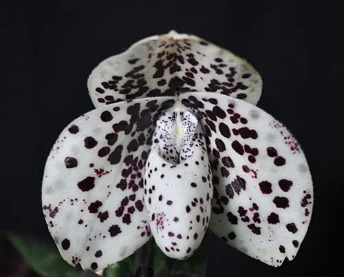 Paphiopedilum Greyi x Muriel Constance