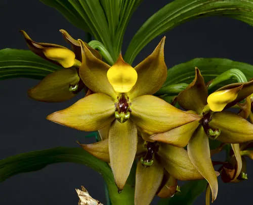 Cycnoches loddigesii x herrenhusanum