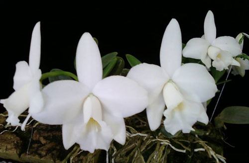 Laelia pumila alba