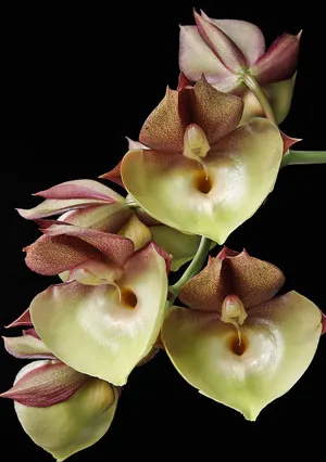 Cycnoches loddigesii x Catasetum pileatum