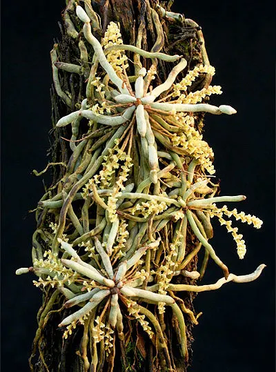 Microcoelia species