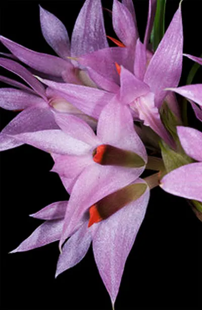 Dendrobium violaceum