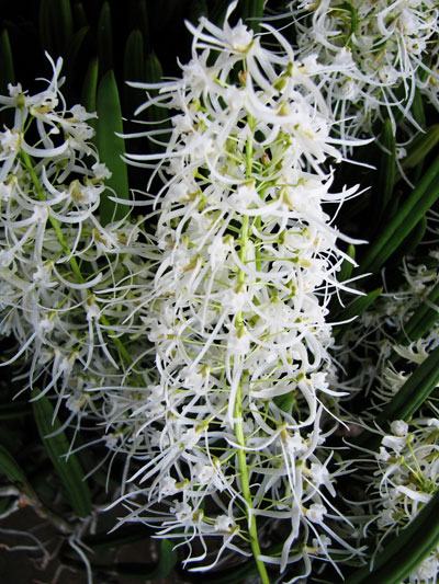 Dendrobium wassellii