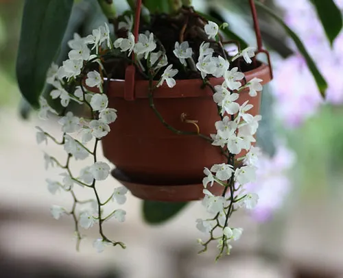 Margelliantha burttii