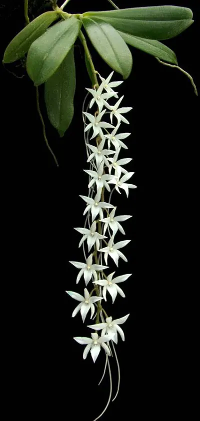 Aerangis modesta