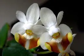 Phalaenopsis thailandica x lobbii var vietnamica