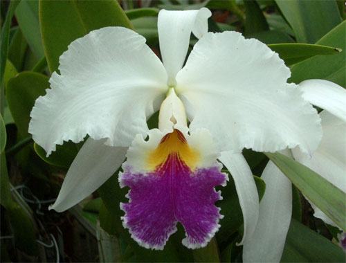 Cattleya Harold (gaskelliana x warscewiczii)