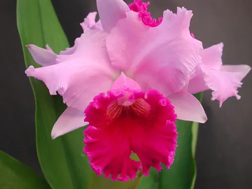 Cattleya Moneymaker x Irene Holquin