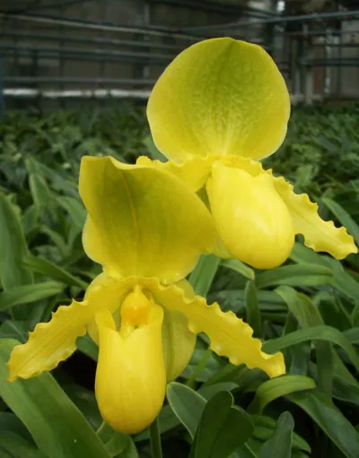 Paphiopedilum Cadmium Glow