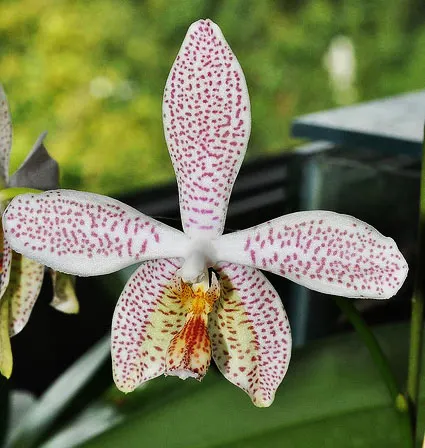 Phalaenopsis tetraspis 'Red Mark' x stuartiana nobilis 'Lemon Yellow'
