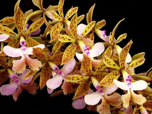 Epidendrum stamfordianum 'Galaxy'