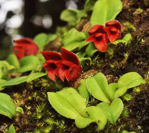 Porpax gigantea