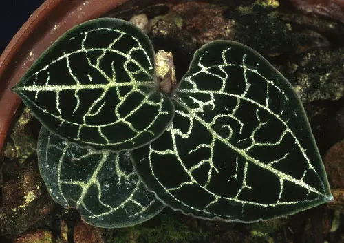 Anoectochilus koshunensis