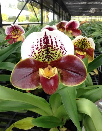 Paphiopedilum Arafura Sea x Casablanca