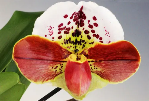 Paphiopedilum (Morgana Spots x Mingo) x Big Smile