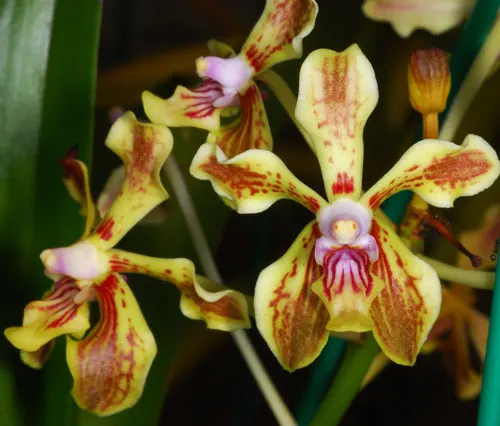Vanda lamellata