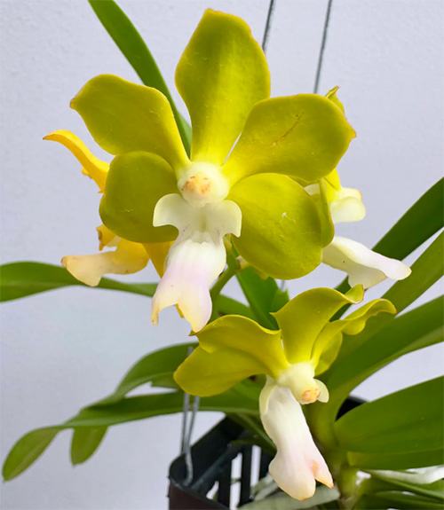 Vanda tessellata alba