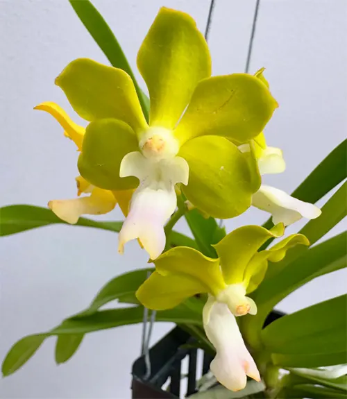Vanda tessellata alba