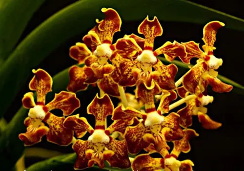 Vanda merrillii