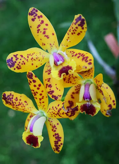 Laeliocattleya Mariechen x Cattleya aclandiae