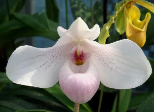 Paphiopedilum In Charm Handel (hangianum x delenatii)