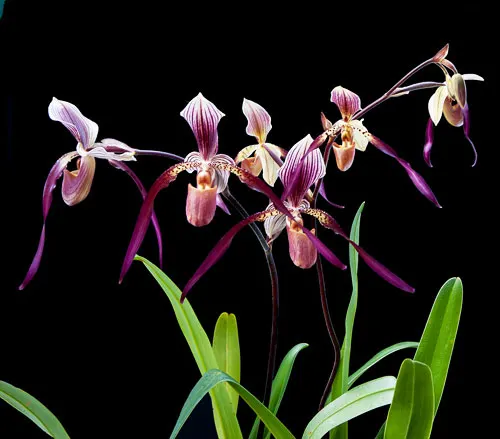 Paphiopedilum Berenice (lowii x philippinense)