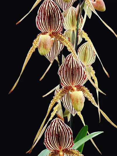Paphiopedilum St Swithin TN-UP x rothschildianum Tiger