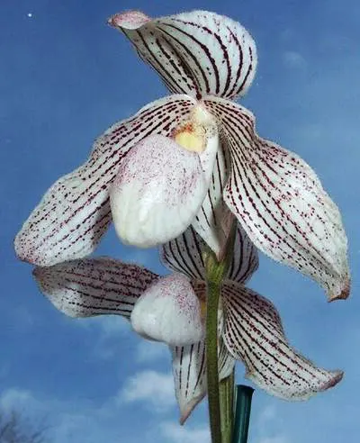 Paphiopedilum Woessner Kologod