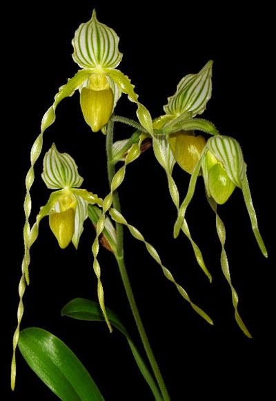 Paphiopedilum philippinense alba