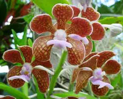 Vanda bensonii
