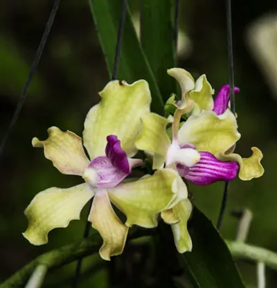 Vanda denisoniana x tessellata alba