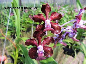 Vanda brunnea x liouvillei